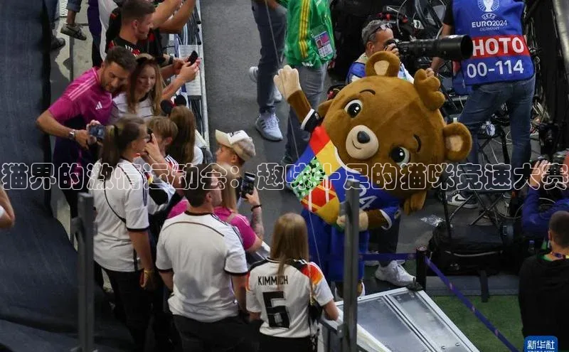 猫界的激情运动会：趣味十足的猫咪竞速大赛